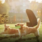 Qual é a raça de cachorro mais fácil de cuidar? Descubra!