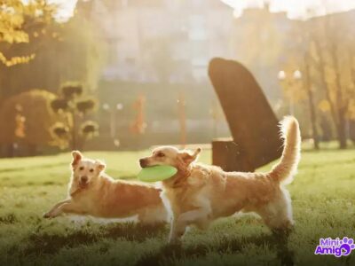 Qual é a raça de cachorro mais fácil de cuidar? Descubra!