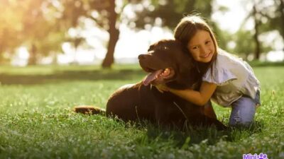 Qual é o cachorro mais dócil? Descubra o amigo perfeito!