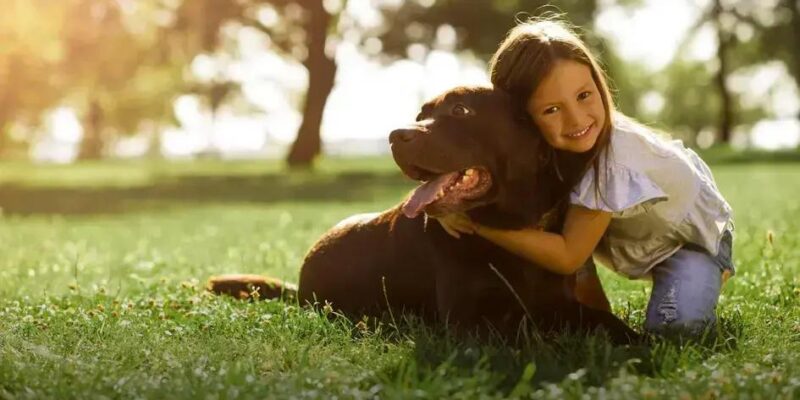 Qual é o cachorro mais dócil? Descubra o amigo perfeito!