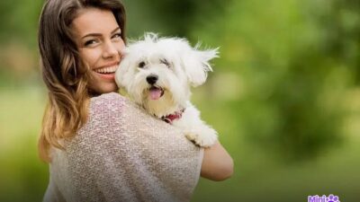 Qual é o cachorro mais inteligente do mundo? Descubra agora!