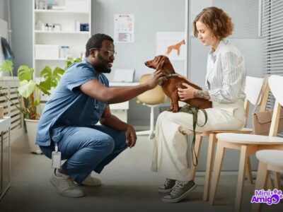 Qual o cão mais rápido? Descubra o campeão das raças!