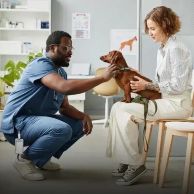 Qual o cão mais rápido? Descubra o campeão das raças!