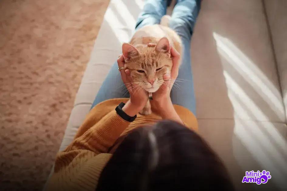 Sintomas comuns da doença do gato
