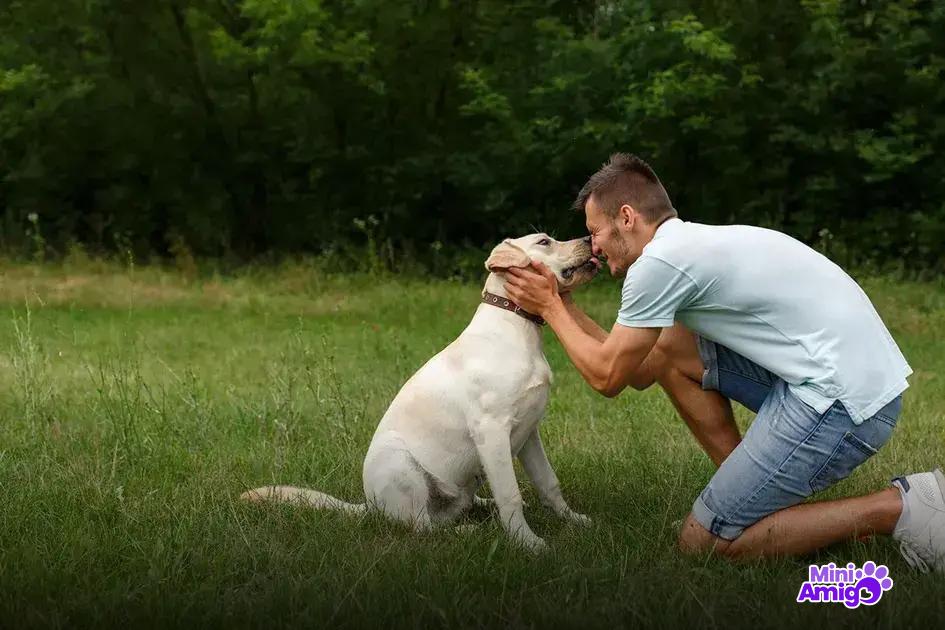 Top raças de cachorros considerados os mais fofos