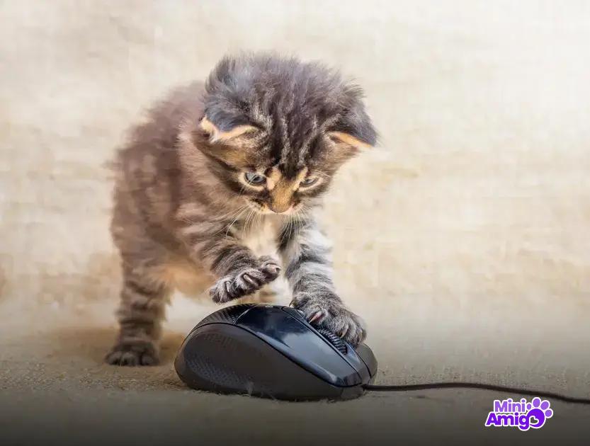 Tratamentos recomendados para gatos doentes