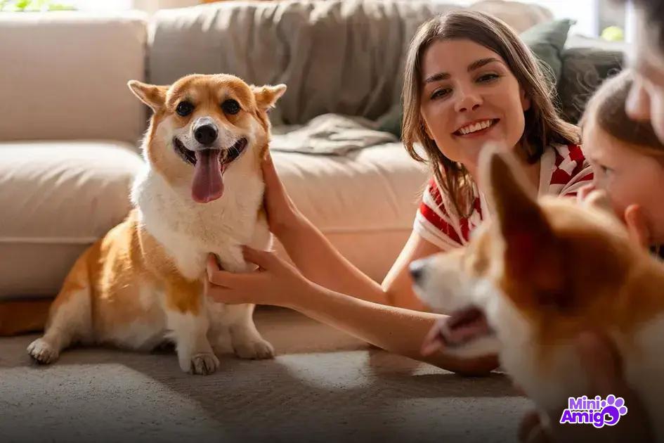Treinamento de cães para vigilância Treinamento de cães para vigilância