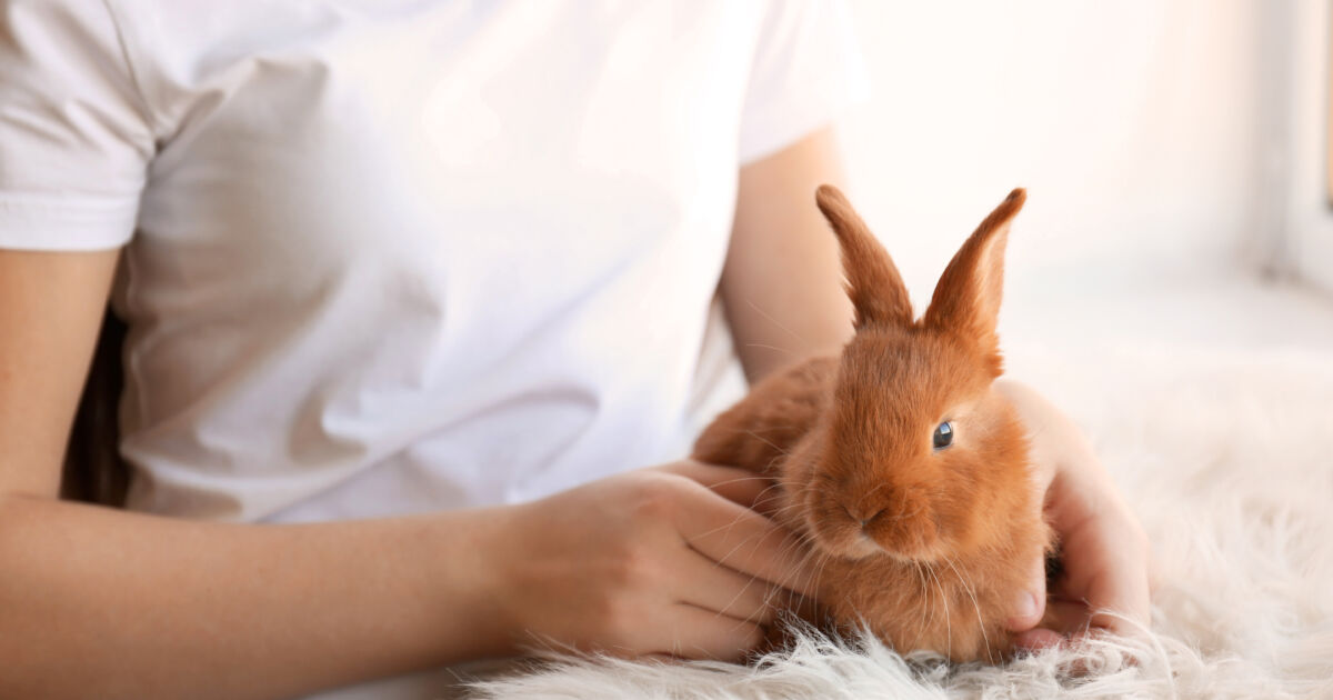 Benefícios nutricionais da maçã para coelhos Benefícios nutricionais da maçã para coelhos