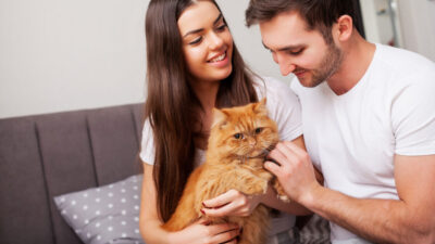 melhor ração para gato castrado no Brasil - Melhor Ração para Gato Castrado no Brasil: Descubra Qual é a Favorita dos Veterinários