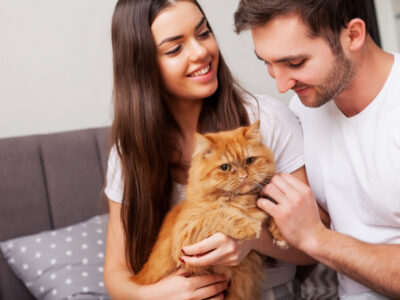 melhor ração para gato castrado no Brasil - Melhor Ração para Gato Castrado no Brasil: Descubra Qual é a Favorita dos Veterinários