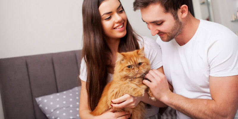 melhor ração para gato castrado no Brasil - Melhor Ração para Gato Castrado no Brasil: Descubra Qual é a Favorita dos Veterinários