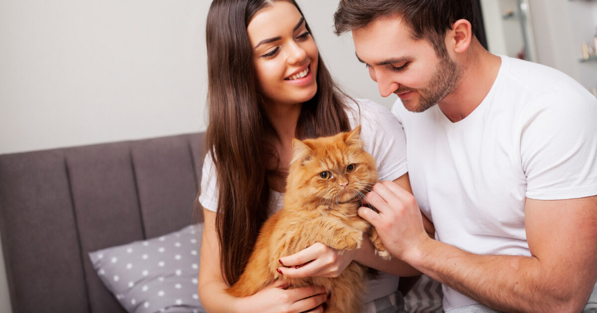 Como escolher a ração ideal para gato castrado? Como escolher a ração ideal para gato castrado?