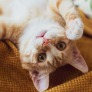 sintomas de doença renal em gatos idosos - Sintomas Alarmantes de Doença Renal em Gatos Idosos que Você Não Pode Ignorar