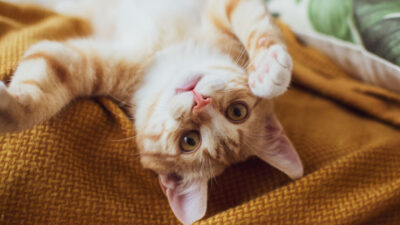 sintomas de doença renal em gatos idosos - Sintomas Alarmantes de Doença Renal em Gatos Idosos que Você Não Pode Ignorar