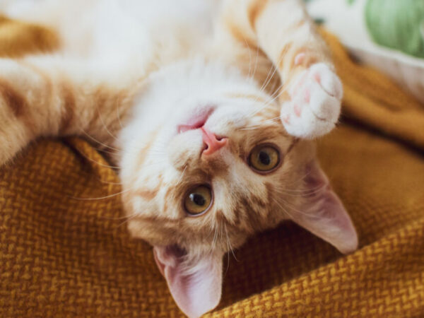 sintomas de doença renal em gatos idosos - Sintomas Alarmantes de Doença Renal em Gatos Idosos que Você Não Pode Ignorar