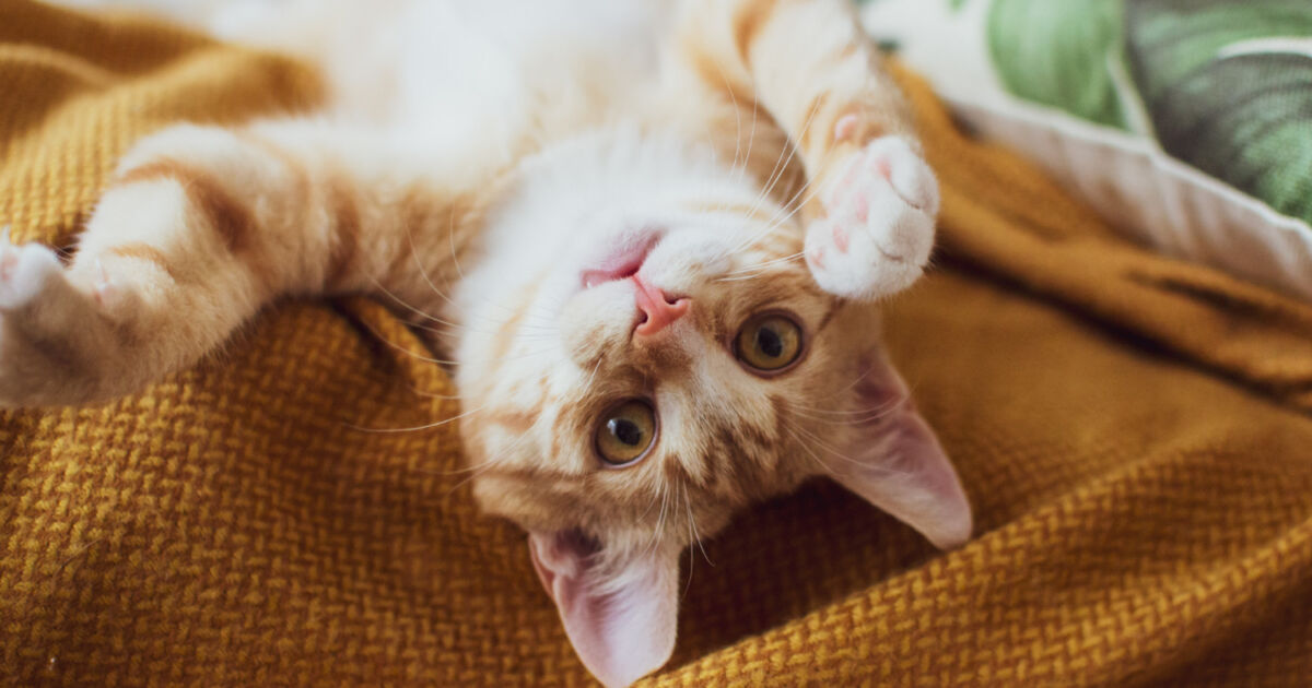 Como Identificar Problemas Renais em Gatos Mais Velhos Como Identificar Problemas Renais em Gatos Mais Velhos