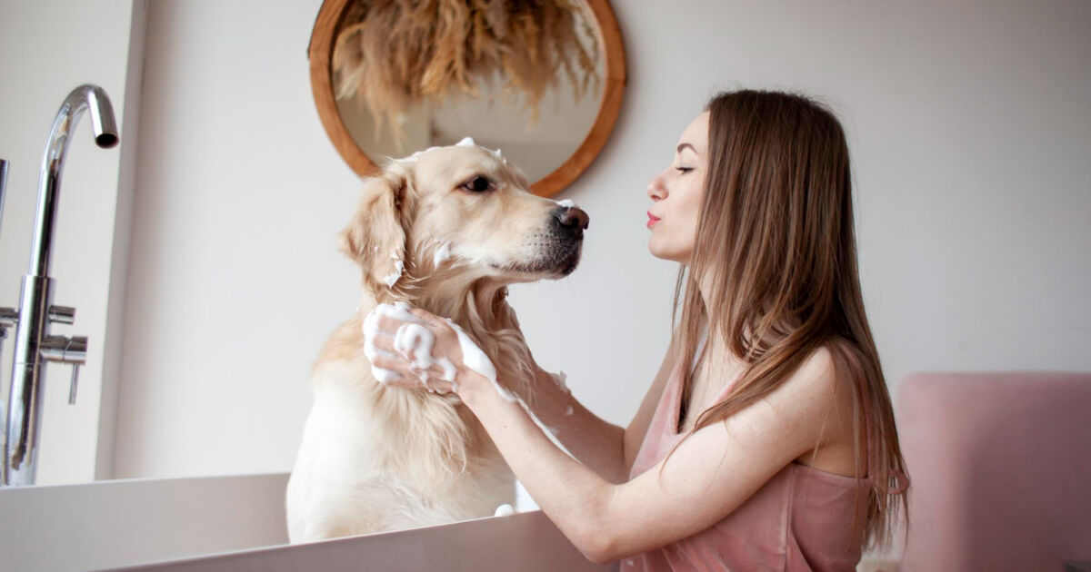 Como lidar com filhotes e cães adultos: adaptações e estratégias Como lidar com filhotes e cães adultos: adaptações e estratégias