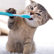 como acostumar gato a coleira para passear - Como Ensinar Seu Gato a Amar a Coleira: Dicas Surpreendentes