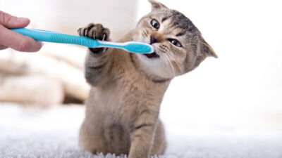 como acostumar gato a coleira para passear - Como Ensinar Seu Gato a Amar a Coleira: Dicas Surpreendentes