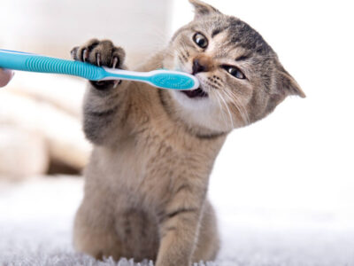 como acostumar gato a coleira para passear - Como Ensinar Seu Gato a Amar a Coleira: Dicas Surpreendentes