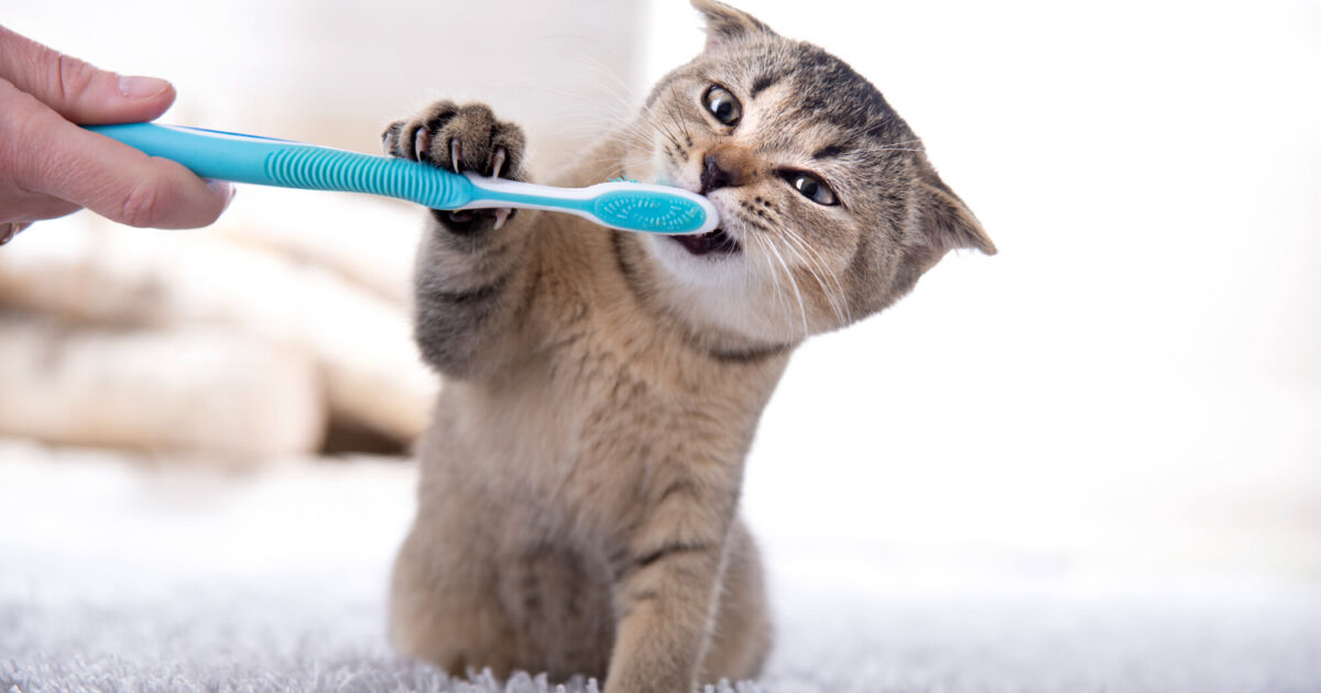 Como PASSEAR com um GATO com GUIA? - 5 Dicas Como PASSEAR com um GATO com GUIA? - 5 Dicas