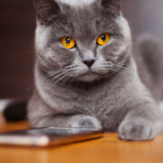 como cuidar de um gato filhote em casa - Como Cuidar de um Gato Filhote em Casa: Dicas Essenciais Que Você Precisa Saber