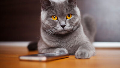 como cuidar de um gato filhote em casa - Como Cuidar de um Gato Filhote em Casa: Dicas Essenciais Que Você Precisa Saber