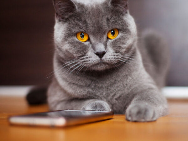 como cuidar de um gato filhote em casa - Como Cuidar de um Gato Filhote em Casa: Dicas Essenciais Que Você Precisa Saber