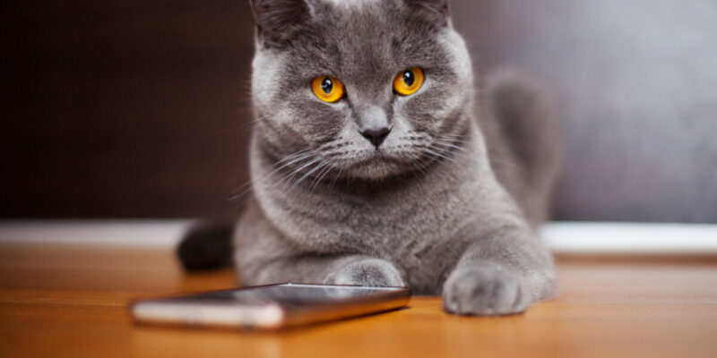 como cuidar de um gato filhote em casa - Como Cuidar de um Gato Filhote em Casa: Dicas Essenciais Que Você Precisa Saber