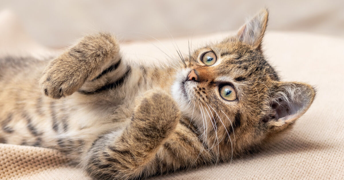 Finalizando a Aventura: Passeios com seu Gato Finalizando a Aventura: Passeios com seu Gato