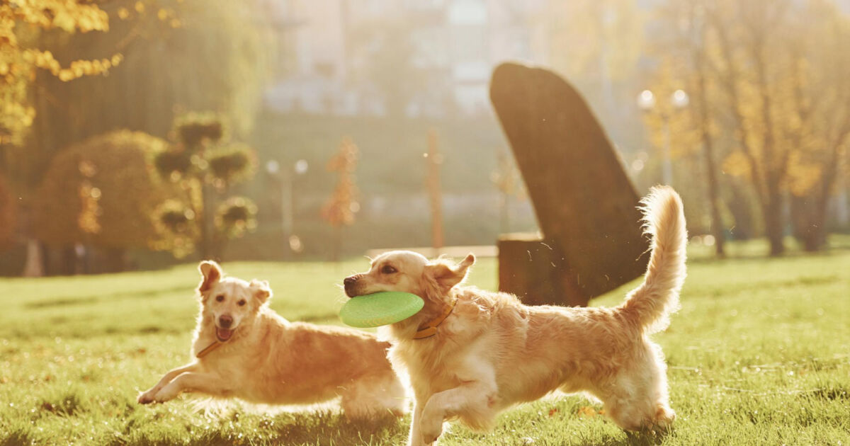 Perguntas Frequentes sobre Cachorro tem apendice
