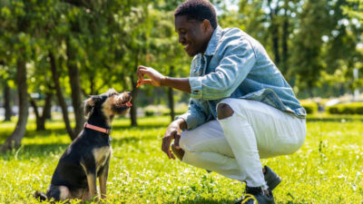 como ensinar cachorro a fazer xixi no lugar certo - Como ensinar cachorro a fazer xixi no lugar certo: guia prático passo a passo