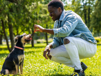 como ensinar cachorro a fazer xixi no lugar certo - Como ensinar cachorro a fazer xixi no lugar certo: guia prático passo a passo