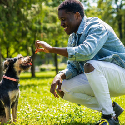 como ensinar cachorro a fazer xixi no lugar certo - Como ensinar cachorro a fazer xixi no lugar certo: guia prático passo a passo