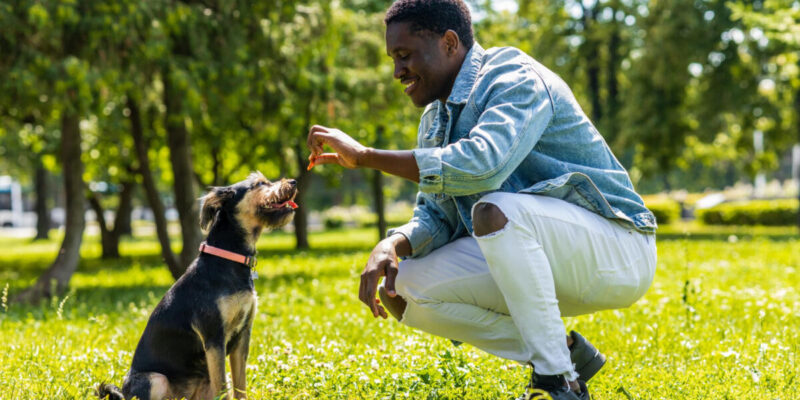 como ensinar cachorro a fazer xixi no lugar certo - Como ensinar cachorro a fazer xixi no lugar certo: guia prático passo a passo