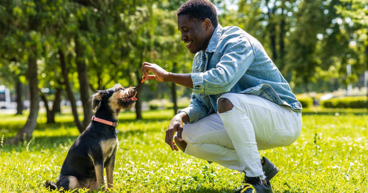Por que os cães fazem xixi fora do lugar: entendendo o comportamento animal Por que os cães fazem xixi fora do lugar: entendendo o comportamento animal