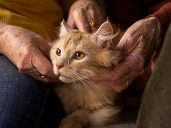 como dar banho no gato sem estresse - Descubra o Segredo para Dar Banho no Gato Sem Estresse!