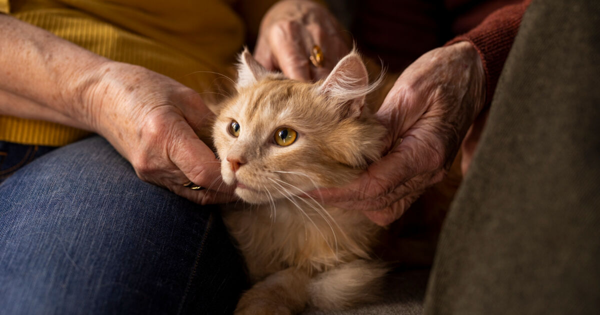 Preparativos Essenciais para um Banho de Gato Tranquilo