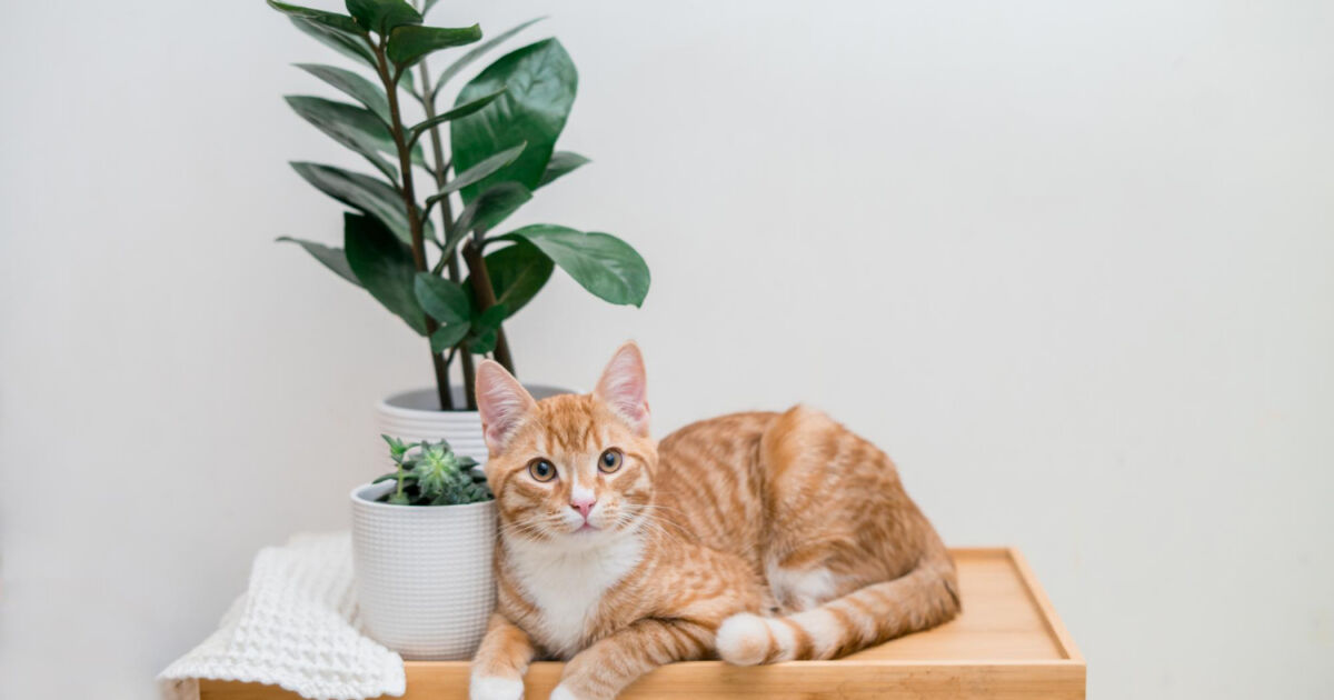 Prognóstico e Qualidade de Vida de Gatos Idosos com Doença Renal Prognóstico e Qualidade de Vida de Gatos Idosos com Doença Renal