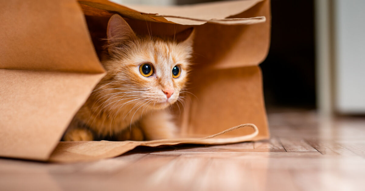 Tratamentos Disponíveis para Doença Renal em Gatos Idosos Tratamentos Disponíveis para Doença Renal em Gatos Idosos