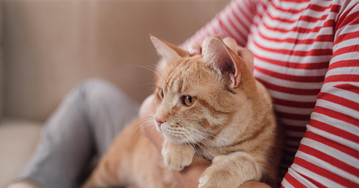 10 REMÉDIOS CASEIROS para que o GATO NÃO URINE EM CASA (Repelente para gatos) 10 REMÉDIOS CASEIROS para que o GATO NÃO URINE EM CASA (Repelente para gatos)