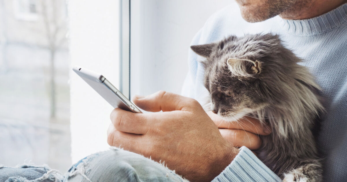 3. Cheque o ambiente onde seu gato vive 3. Cheque o ambiente onde seu gato vive
