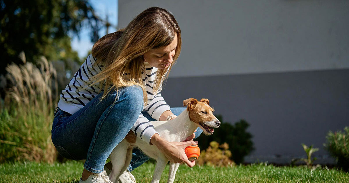 Escolha Certa: O Primeiro Passo para o Bem-Estar do Seu Cão de Grande Porte Escolha Certa: O Primeiro Passo para o Bem-Estar do Seu Cão de Grande Porte