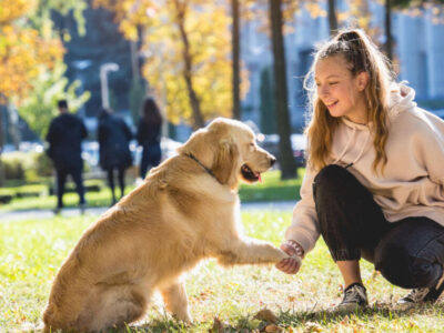 melhor coleira para cachorro de grande porte - 7 Melhores Coleiras para Cachorro de Grande Porte: Segurança e Conforto em 2025
