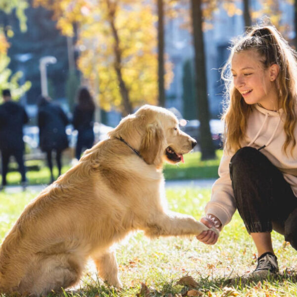 melhor coleira para cachorro de grande porte - 7 Melhores Coleiras para Cachorro de Grande Porte: Segurança e Conforto em 2025