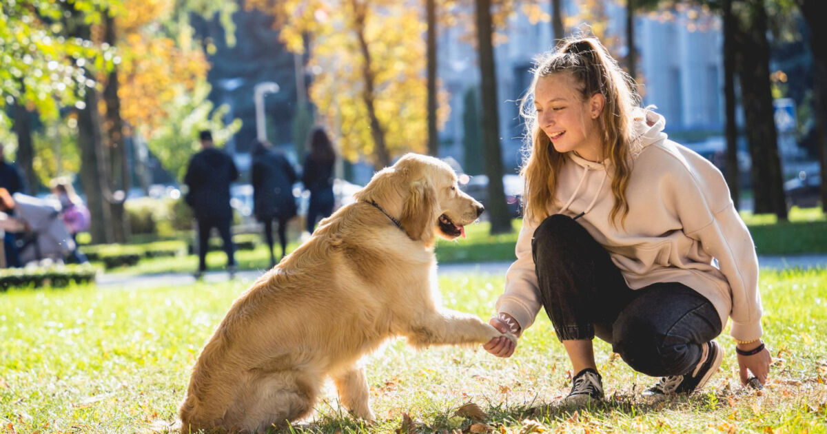 O que considerar ao escolher uma coleira para cachorro de grande porte O que considerar ao escolher uma coleira para cachorro de grande porte