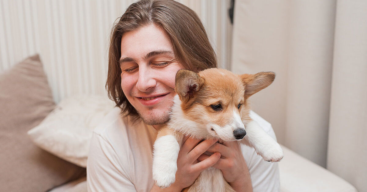 cachorro tem apendicite - Cachorro tem apendicite? Guia completo de sintomas, causas e cuidados