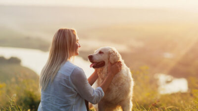 dicas para cachorro parar de latir excessivamente - 7 dicas para cachorro parar de latir excessivamente e trazer mais tranquilidade