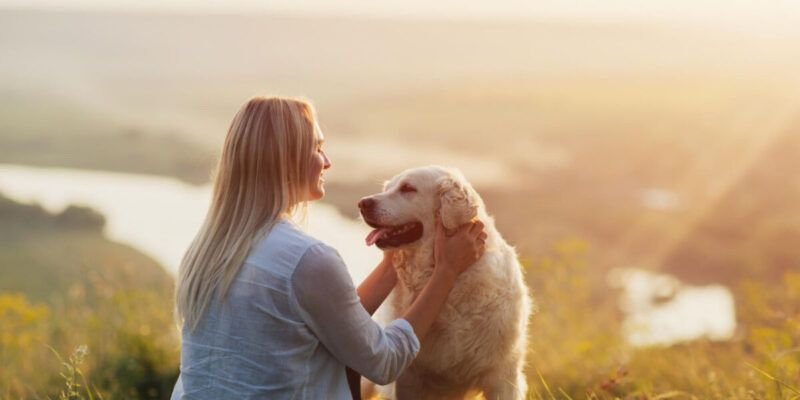 dicas para cachorro parar de latir excessivamente - 7 dicas para cachorro parar de latir excessivamente e trazer mais tranquilidade