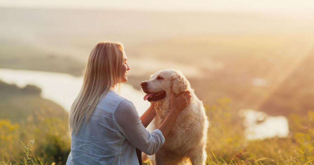 O que leva um cachorro a latir excessivamente: causas e comportamentos comuns O que leva um cachorro a latir excessivamente: causas e comportamentos comuns